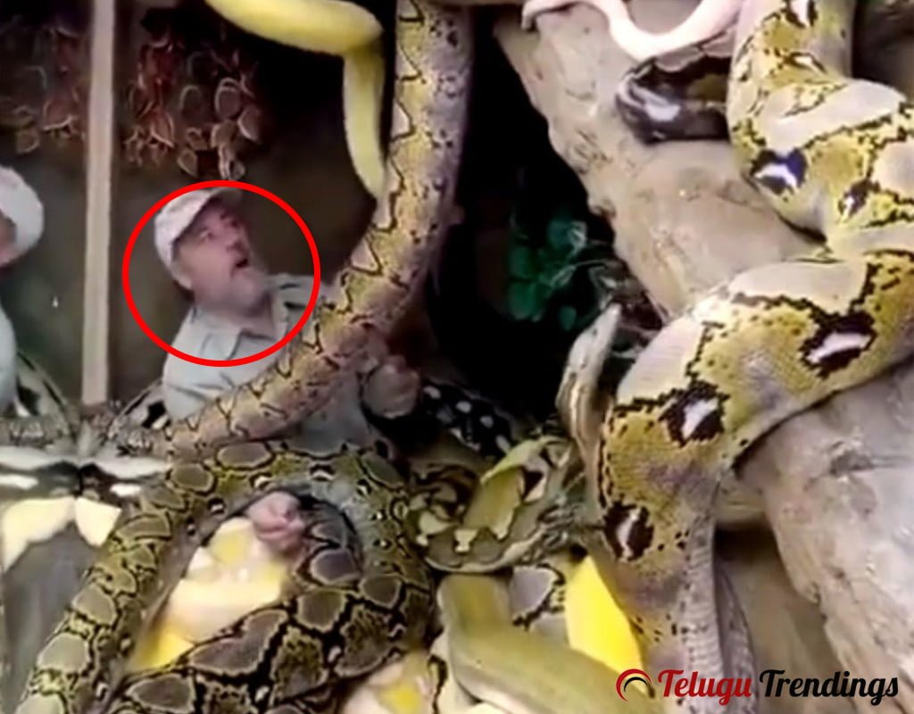 Jay Brewer with Dozens of Pythons Around him