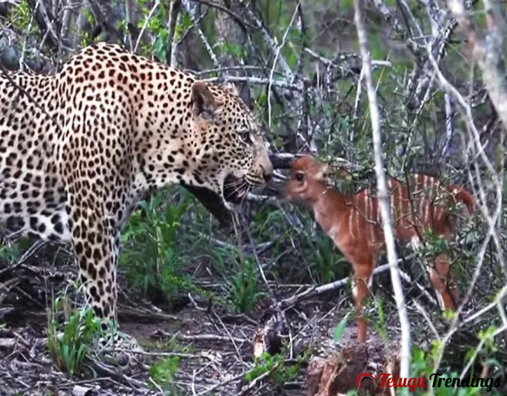 Nyala Lady Cub Trying to Escape from the Leopard