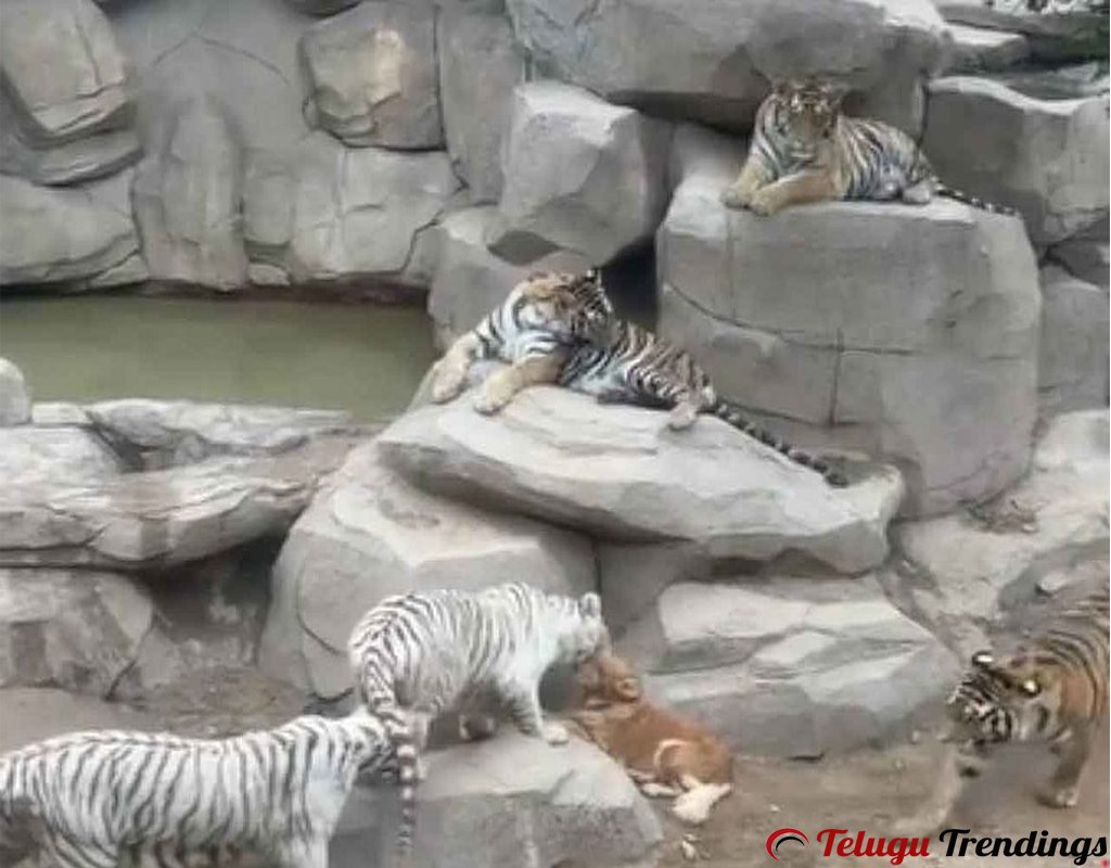 Dog Sitting Alone Among Five Dangerous Tigers what Happens Next
