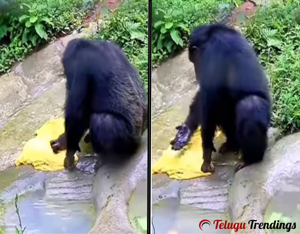Chimpanzee Washing Clothes Just Like Humans
