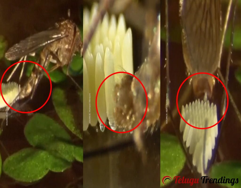 Mosquitoes who Lays Eggs in Sequence