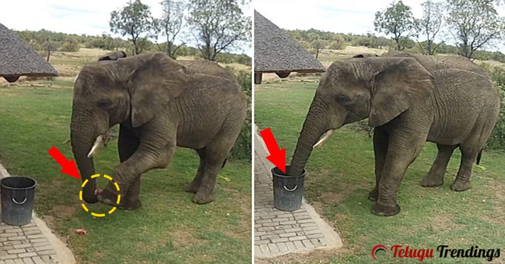 Elephant throwing Litter in Garbage