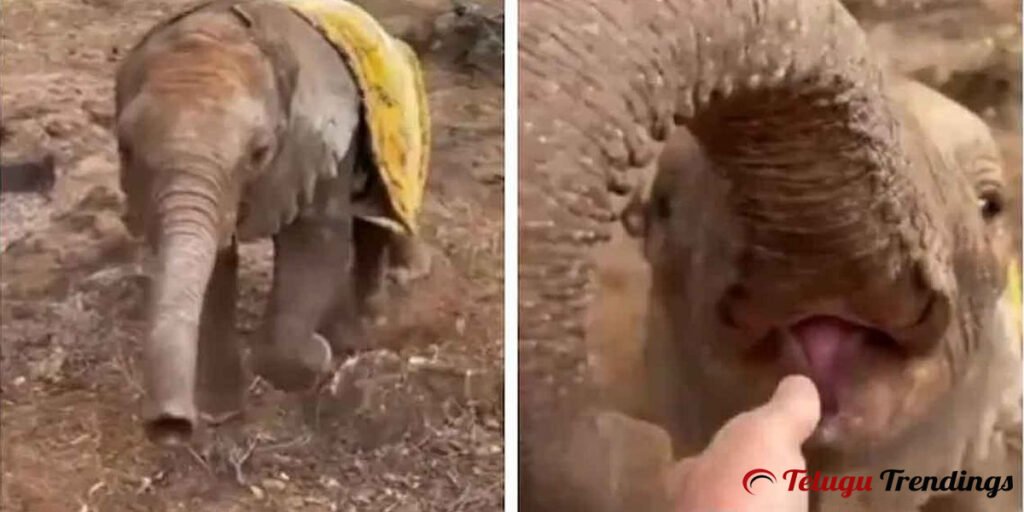 Paralysed Baby Elephant’s Inspirational Story