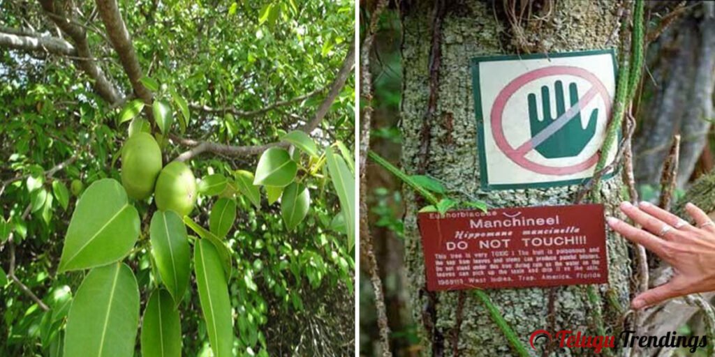 Manchineel is a Scary Tree that can Kill you
