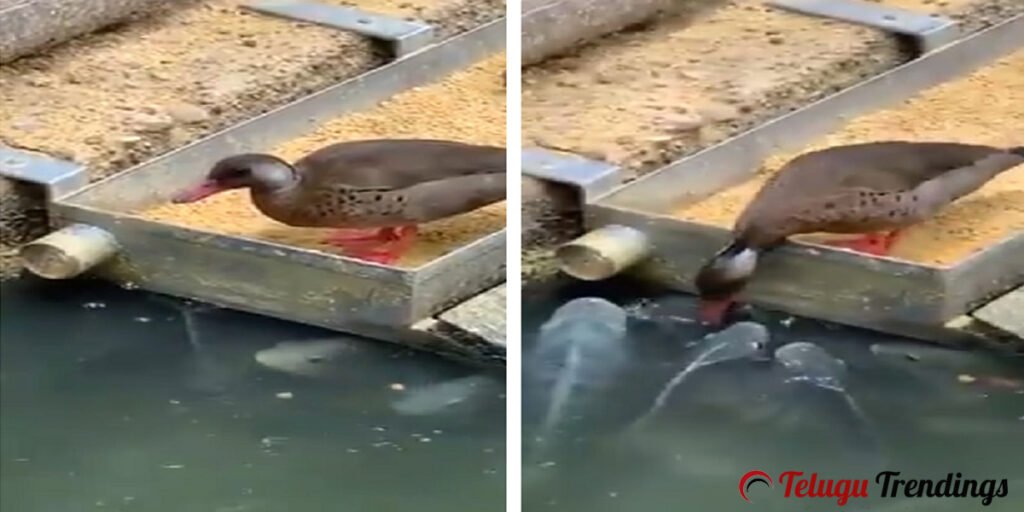 Duck Feeding Grains to Fishes