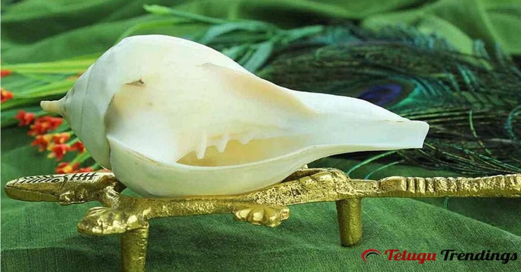 Is it Good to Keep Conch Shell at Home?