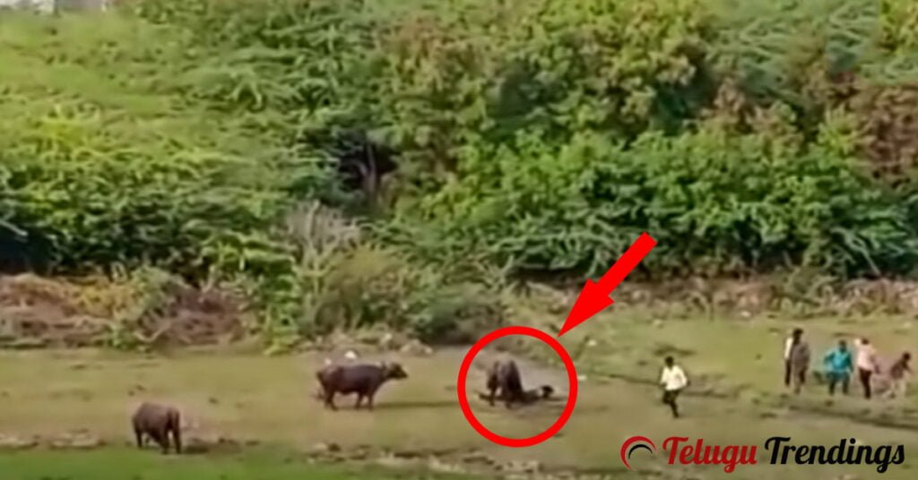 Buffalo Attack on Man