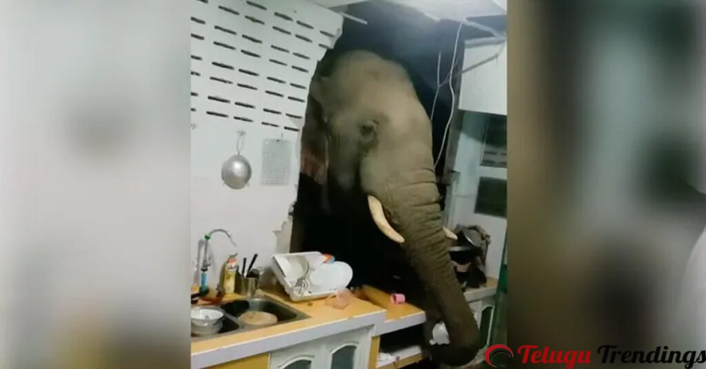 Hungry Elephant Breaks kitchen Wall