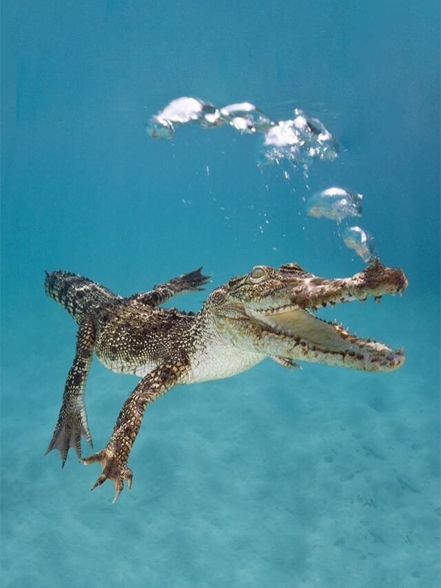 What are the Most Deadliest Animals in the World