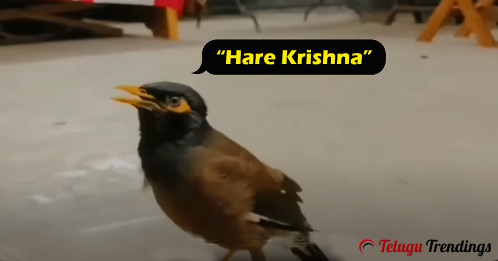 Devotee Bird Chants 'Hare Krishna'