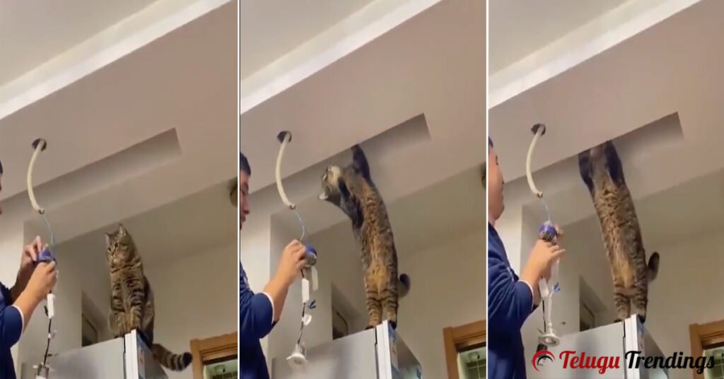 Cat Assists an Electrician
