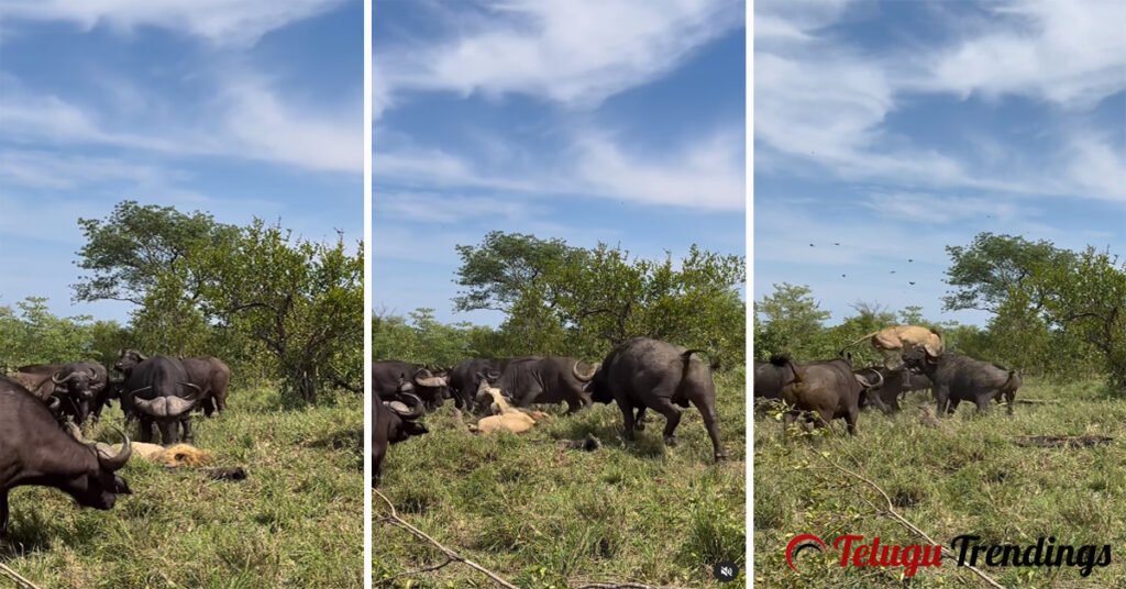 Herd of Buffaloes Attacked an Old Lion