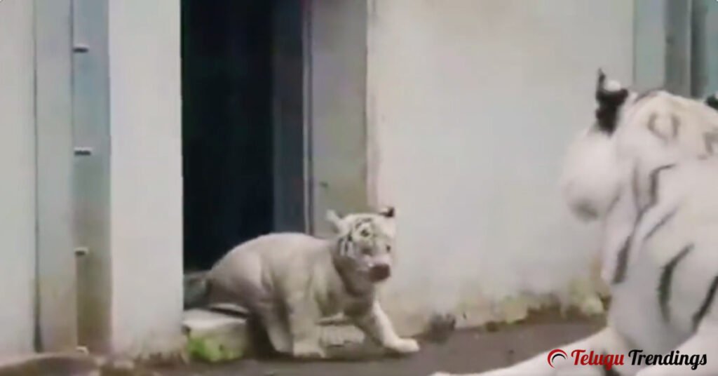 Tiger Cub Pranks