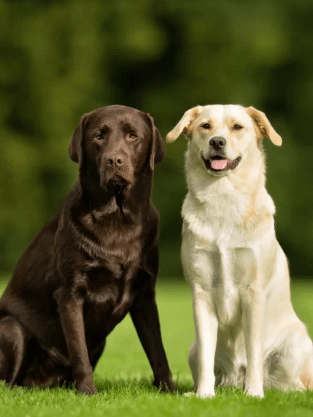 Top 10 Dog Breeds in India