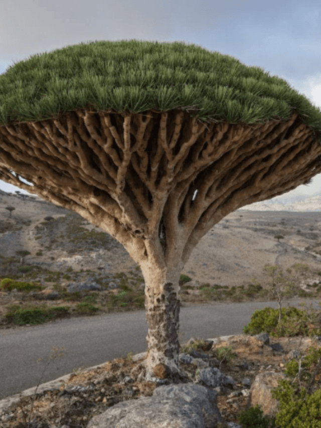 What is the mysterious islands?