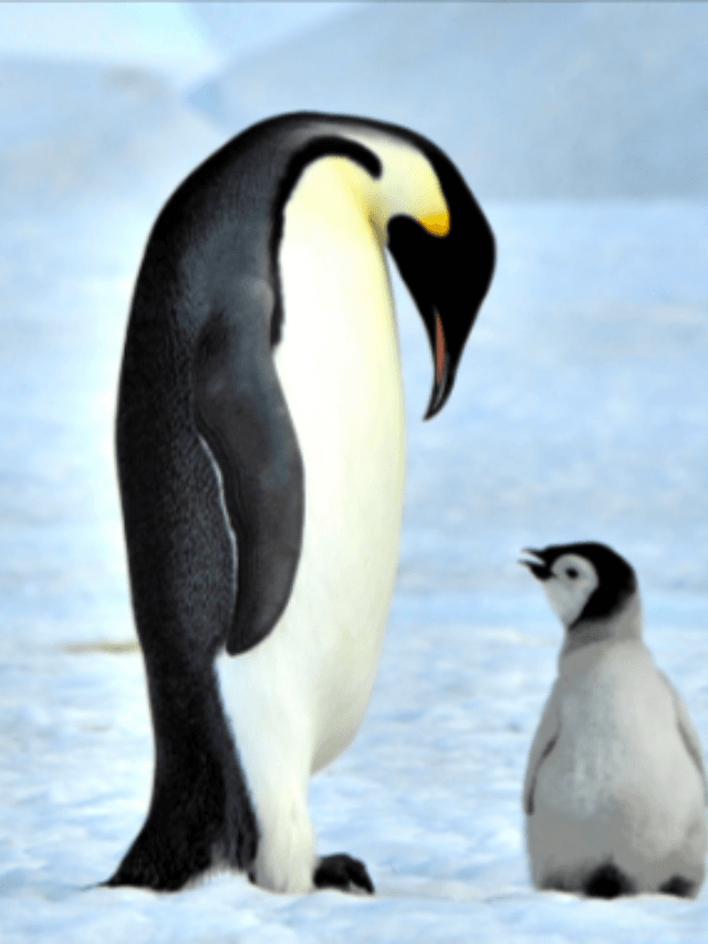 What is Special about Penguin?