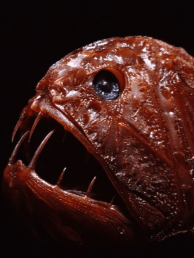 What is the weirdest looking sea creature?