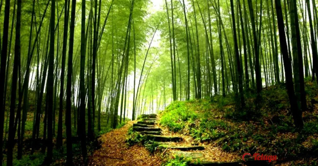 The Mysterious Black Bamboo Valley