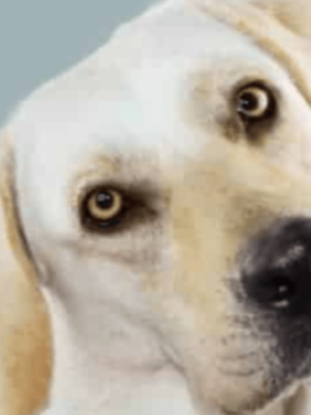 The Fascinating Mystery of Canine Head Tilt