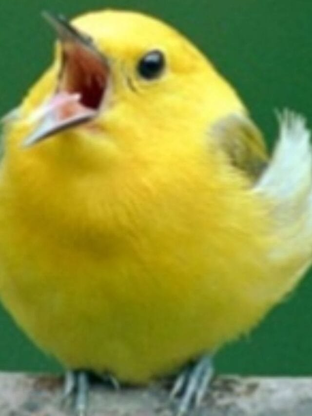 Hidden Wonders of Birds and Their Songs for Mental Health