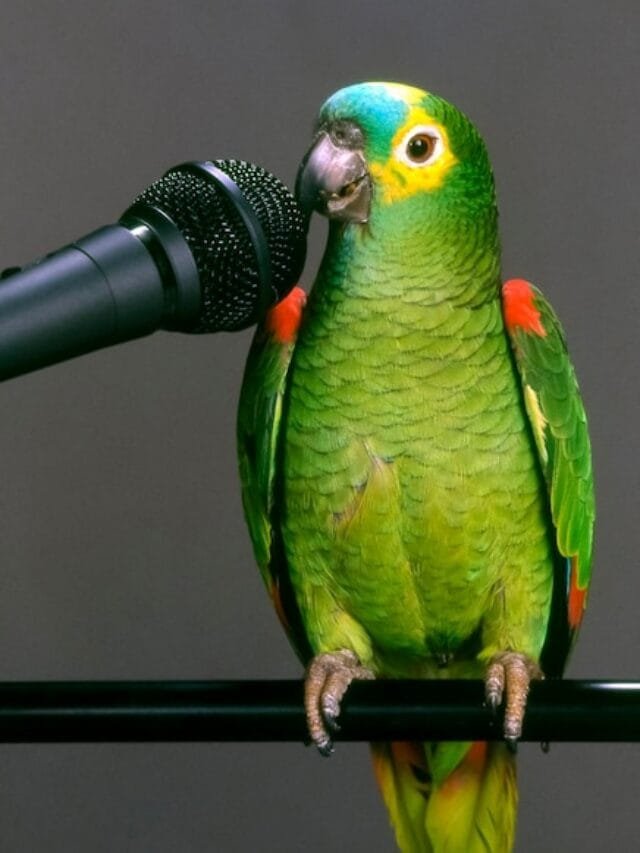 Most Popular Talking Pet Birds