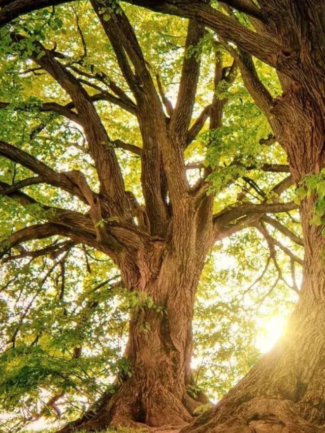 Do You Know Trees are Communicate