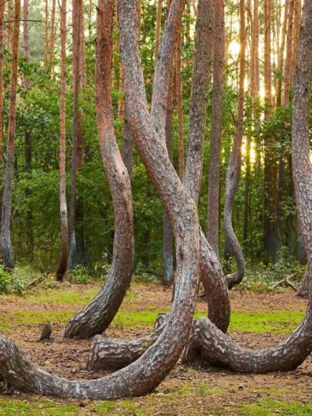 Strange and Fascinating Forests on our Planet
