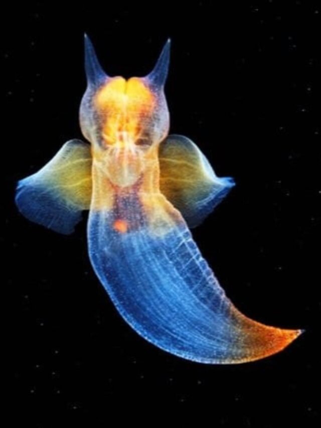 Sea angel defending itself with bioluminescence and transparent body