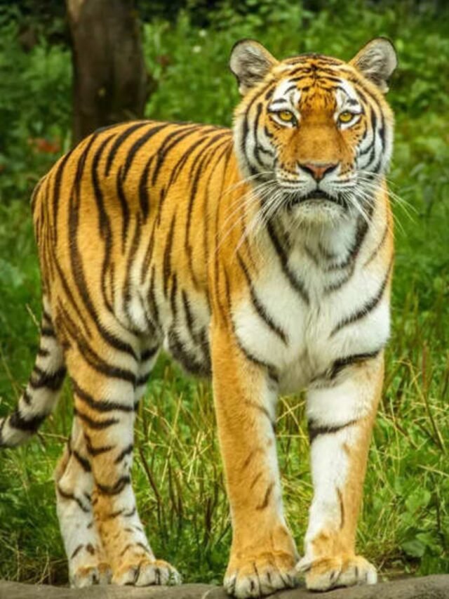 Best places to see tigers in India