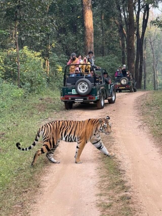 A Bengal tiger in its natural habitat in Kanha National Park
