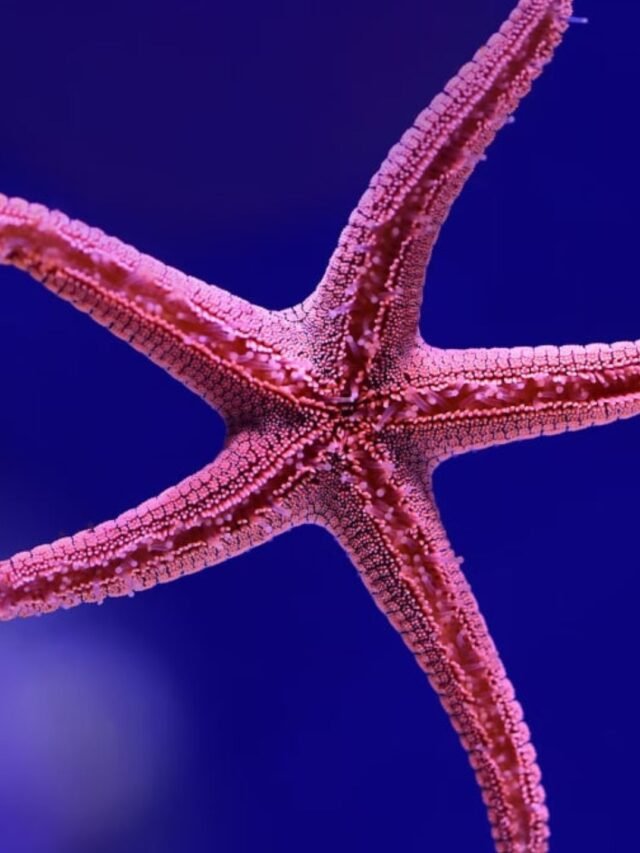 A collage of images showing different animals without a brain