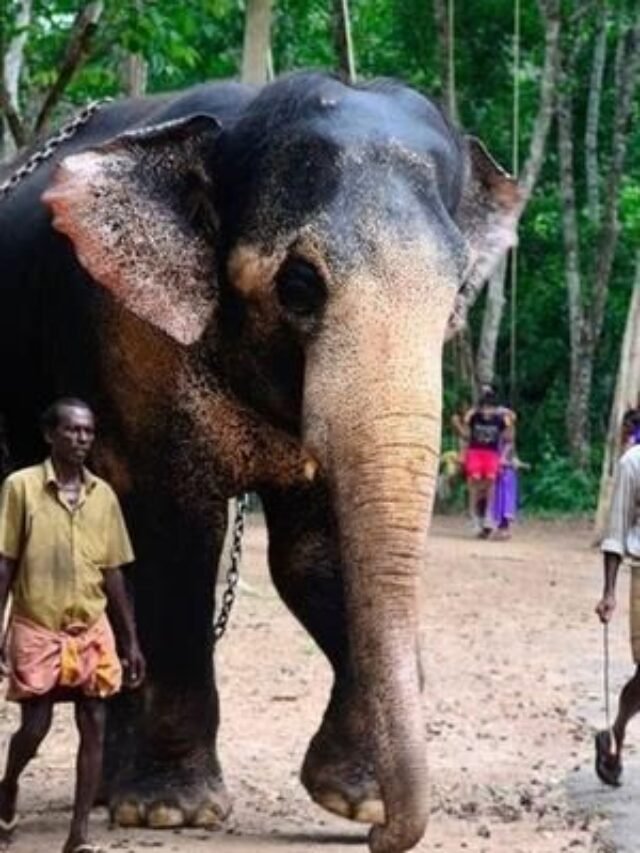 A scenic landscape of a hidden national park in South India