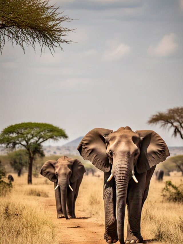 Group of elephants walking in a natural habitat in Africa and Asia