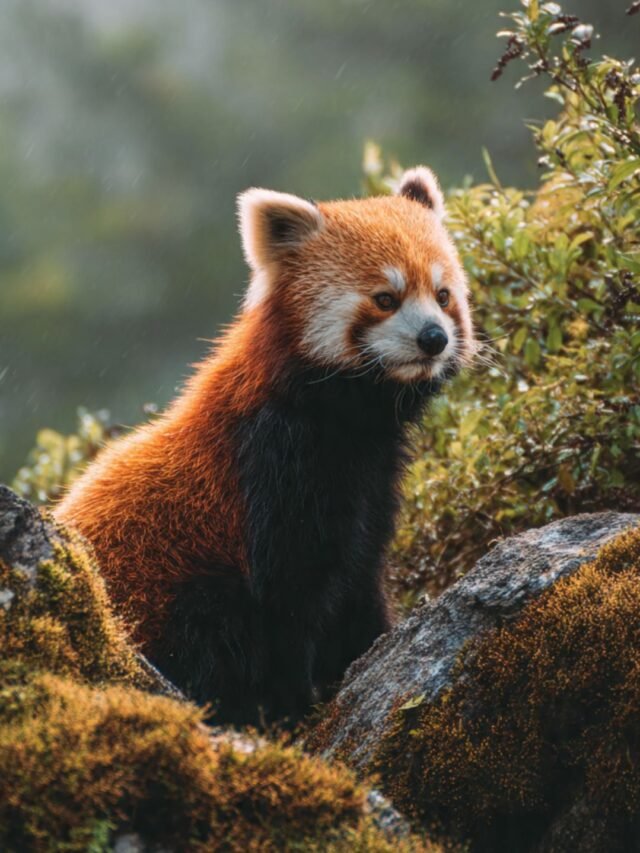 Red panda sitting on a tree branch in a misty Himalayan forest in India