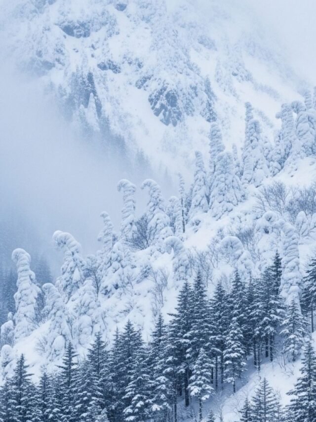 Snow-covered trees called snow monsters on Japan’s Mount Zao during winter